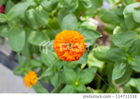 Colorful zinnia flowers blooming in the garden Colorful zinnia flowers blooming in the garden 114711338