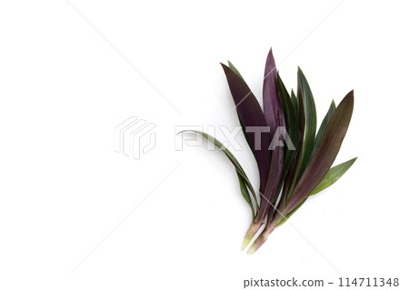 Boat lily, Moses-In-The-Boat , Rheo, Oyster plant. 114711348
