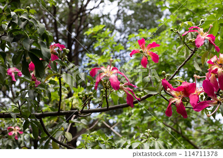 Blossom pink flower of silk floss tree chorisia Blossom pink flower of silk floss tree chorisia 114711378