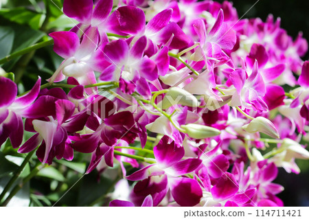Beautiful purple orchid flowers. Flower background. Beautiful purple orchid flowers. Flower background. 114711421