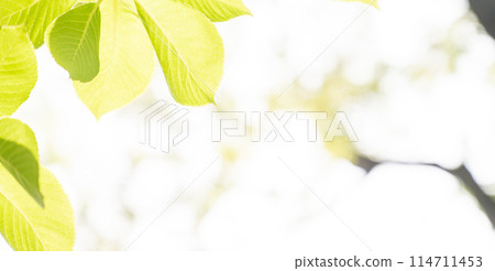 Spring Trees 114711453