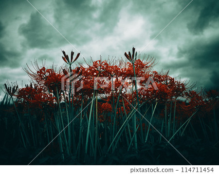 群集孤挺花盛開在霧中 114711454