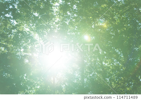 The light of the forest 114711489