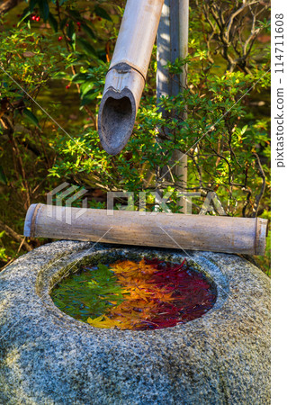 Autumn in Koedo Kawagoe - Autumn leaves in Nakain Temple - Chozu-bachi (water basin) Autumn in Koedo Kawagoe - Autumn leaves in Nakain Temple - Chozu-bachi (water basin) 114711608