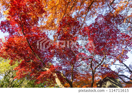 小江戶川越的紅葉 小江戶川越的紅葉 114711615