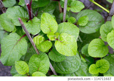 Ceylon spinach or basella rubra linn 114711687