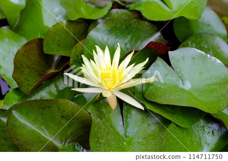 Beautiful yellow waterlily or lotus flower with green leaves Beautiful yellow waterlily or lotus flower with green leaves 114711750
