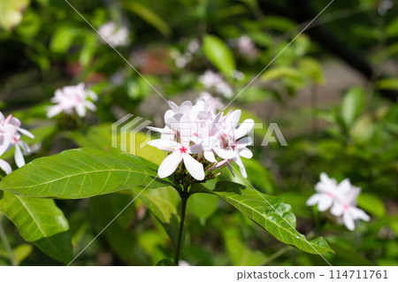 Kopsia fruticosa pink flower in the garden 114711761