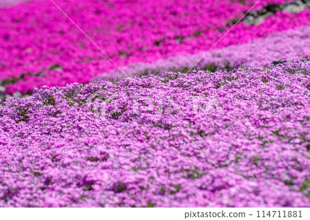 Shiba Sakura no Oka Shiba Sakura no Oka 114711881
