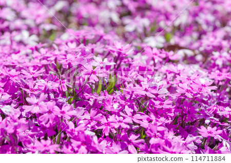 福祿考 福祿考 114711884