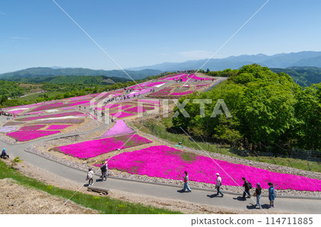 茶臼山高原的福祿考(愛知縣) 茶臼山高原的福祿考(愛知縣) 114711885