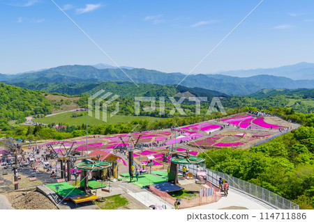 茶臼山高原的福祿考(愛知縣) 茶臼山高原的福祿考(愛知縣) 114711886