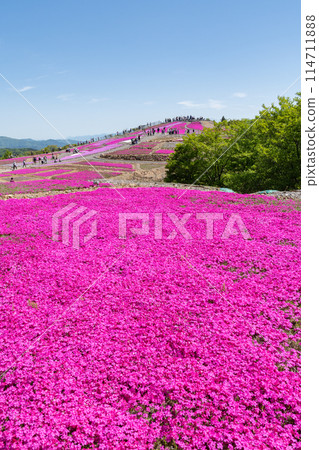 茶臼山高原的福祿考（愛知縣） 114711888