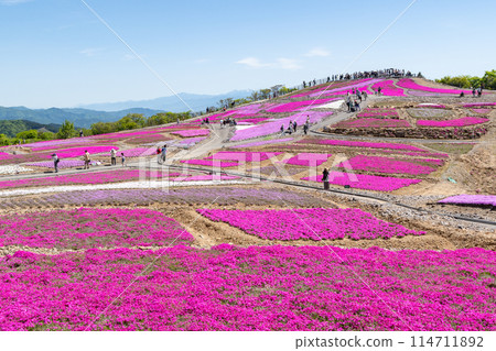 Moss Phlox on Chausuyama Plateau (Aichi Prefecture) 114711892