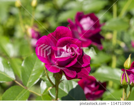 鮮紅色紫色玫瑰 114711900