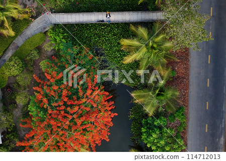 Woman photographer travel alone at Ben Tre, Mekong Delta, Viet Nam, aerial view with blooming phoenix flower, water hyacinth and coconut tree in green make beautiful countryside landcape 114712013
