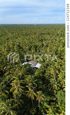 Amazing aerial view of Mekong Delta village, vast coconut, nipa tree field, roof of lonely house in green of palm tree, solitary scene of eco countryside, Ben Tre, Vietnam Amazing aerial view of Mekong Delta village, vast coconut, nipa tree field, roof of lonely house in green of palm tree, solitary scene of eco countryside, Ben Tre, Vietnam 114712109