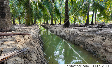 Coconut tree field at Ben Tre, Mekong Delta, Viet nam in hot season, drought,dried soil but ditch system as water source,irrigation water for plant palm trees 114712111
