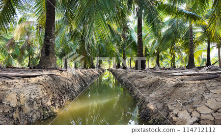 Coconut tree field at Ben Tre, Mekong Delta, Viet nam in hot season, drought,dried soil but ditch system as water source,irrigation water for plant palm trees 114712112