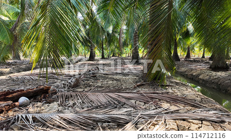 Coconut tree field at Ben Tre, Mekong Delta, Viet nam in hot season, drought,dried soil but ditch system as water source,irrigation water for plant palm trees Coconut tree field at Ben Tre, Mekong Delta, Viet nam in hot season, drought,dried soil but ditch system as water source,irrigation water for plant palm trees 114712116