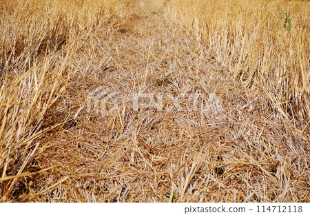 Dried rice field in hot season, climate change by global warming can make food crisis from long heat summer by weather, Mekong Delta, Viet Nam Dried rice field in hot season, climate change by global warming can make food crisis from long heat summer by weather, Mekong Delta, Viet Nam 114712118