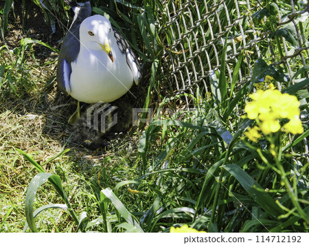 Rape blossoms and black-tailed gulls Rape blossoms and black-tailed gulls 114712192