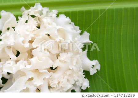 Cauliflower mushroom or cauliflower fungus 114712289