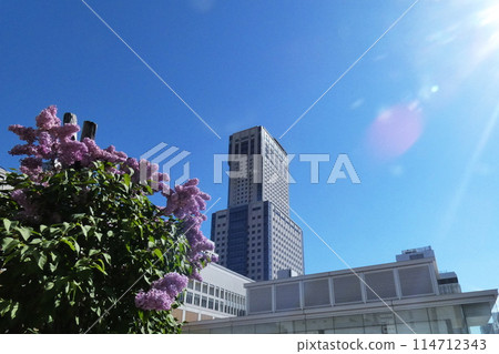 Sapporo Lilac Festival 114712343