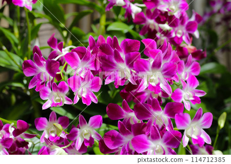Beautiful purple orchid flowers. Flower background. Beautiful purple orchid flowers. Flower background. 114712385