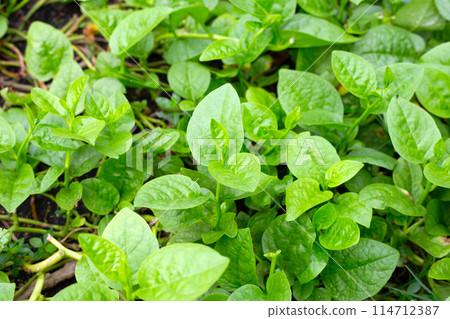 Ceylon spinach or basella rubra linn Ceylon spinach or basella rubra linn 114712387
