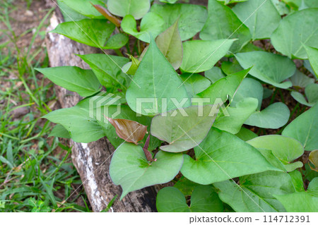 Green leaves of sweet potato plant 114712391