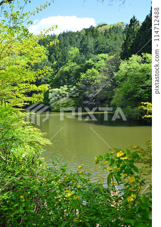 釜北湖，新綠的湖岸，野花，春天的景色 114712488