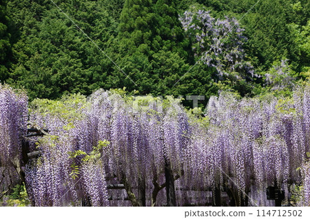 Shiroi Omachi Fuji Park 114712502
