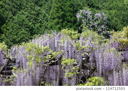 Shiroi Omachi Fuji Park 114712503