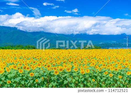 [夏季材料] 明野向日葵田和藍天[山梨縣] 114712521