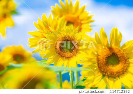 [夏季材料] 明野向日葵田和藍天[山梨縣] 114712522