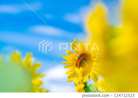 [夏季材料] 明野向日葵田和藍天[山梨縣] 114712523
