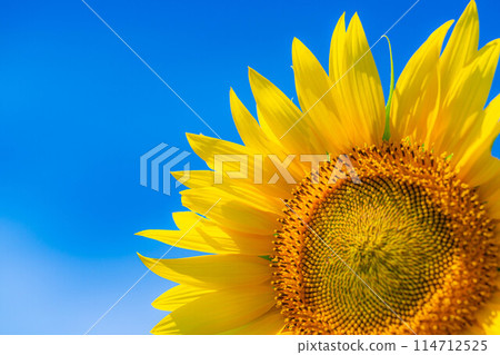 [夏季材料] 明野向日葵田和藍天[山梨縣] 114712525