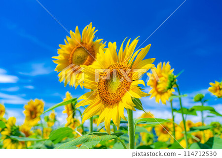 [Summer material] Akeno sunflower field and blue sky [Yamanashi Prefecture] 114712530