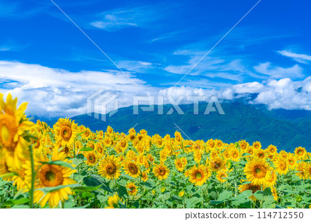 [夏季材料] 明野向日葵田和藍天[山梨縣] 114712550