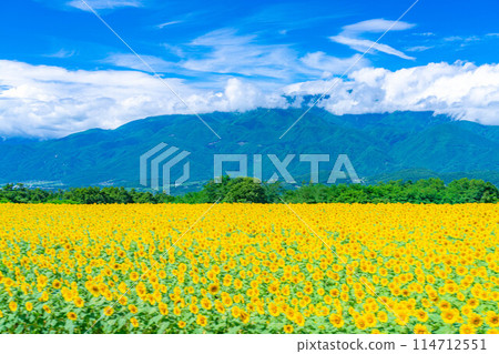 [夏季材料] 明野向日葵田和藍天[山梨縣] 114712551