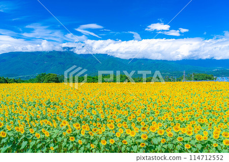 [Summer material] Akeno sunflower field and blue sky [Yamanashi Prefecture] 114712552