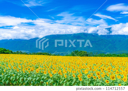 [夏季材料] 明野向日葵田和藍天[山梨縣] 114712557