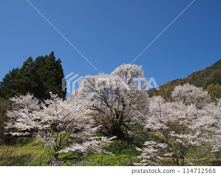 佛寺·千年櫻花 佛寺·千年櫻花 114712568