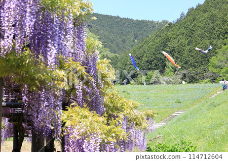 Shiroi Omachi Fuji Park 114712604
