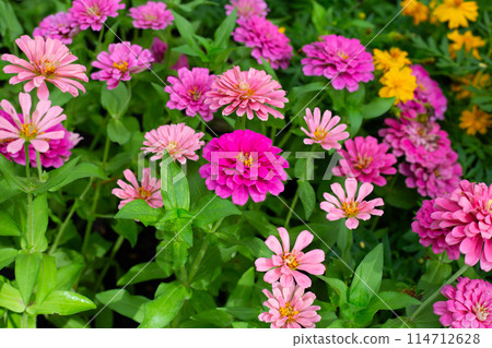 Zinnia flower in the garden 114712628