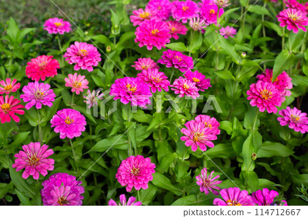 Zinnia flower in the garden 114712667