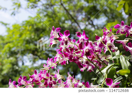Beautiful purple orchid flowers. Flower background. Beautiful purple orchid flowers. Flower background. 114712686
