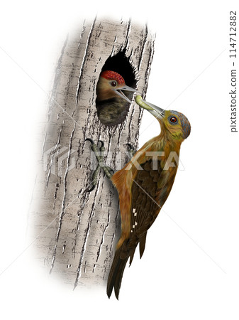 野口啄木鳥和小雞 野口啄木鳥和小雞 114712882