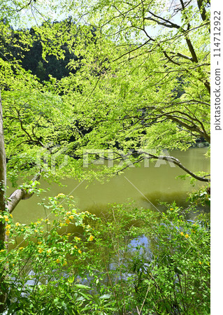 Lake Kamokita: Beautiful spring scenery with fresh greenery on the lakeside Lake Kamokita: Beautiful spring scenery with fresh greenery on the lakeside 114712922